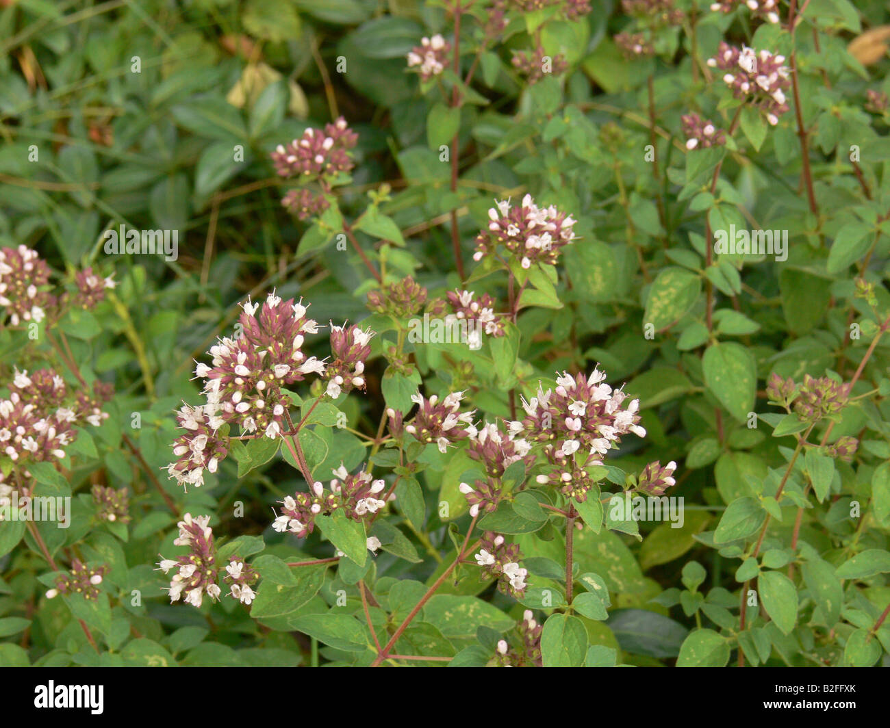 Thyme blossoms / Thymus vulgaris Stock Photo Alamy
