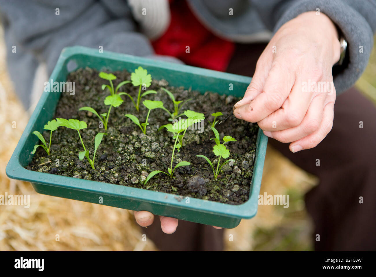 Pricking out seedlings in a seed tray Stock Photo