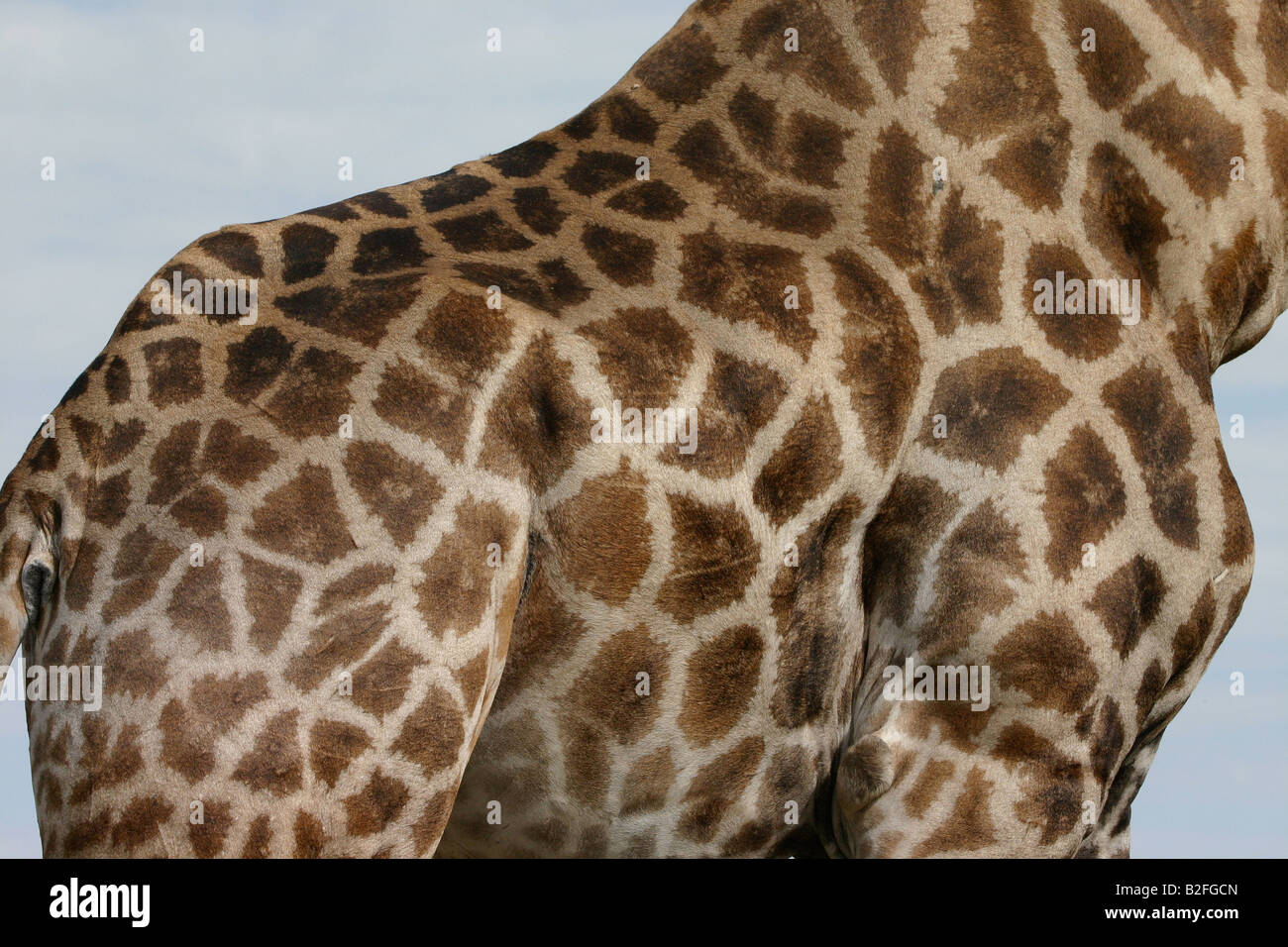 Pattern of Giraffe Coat Stock Photo
