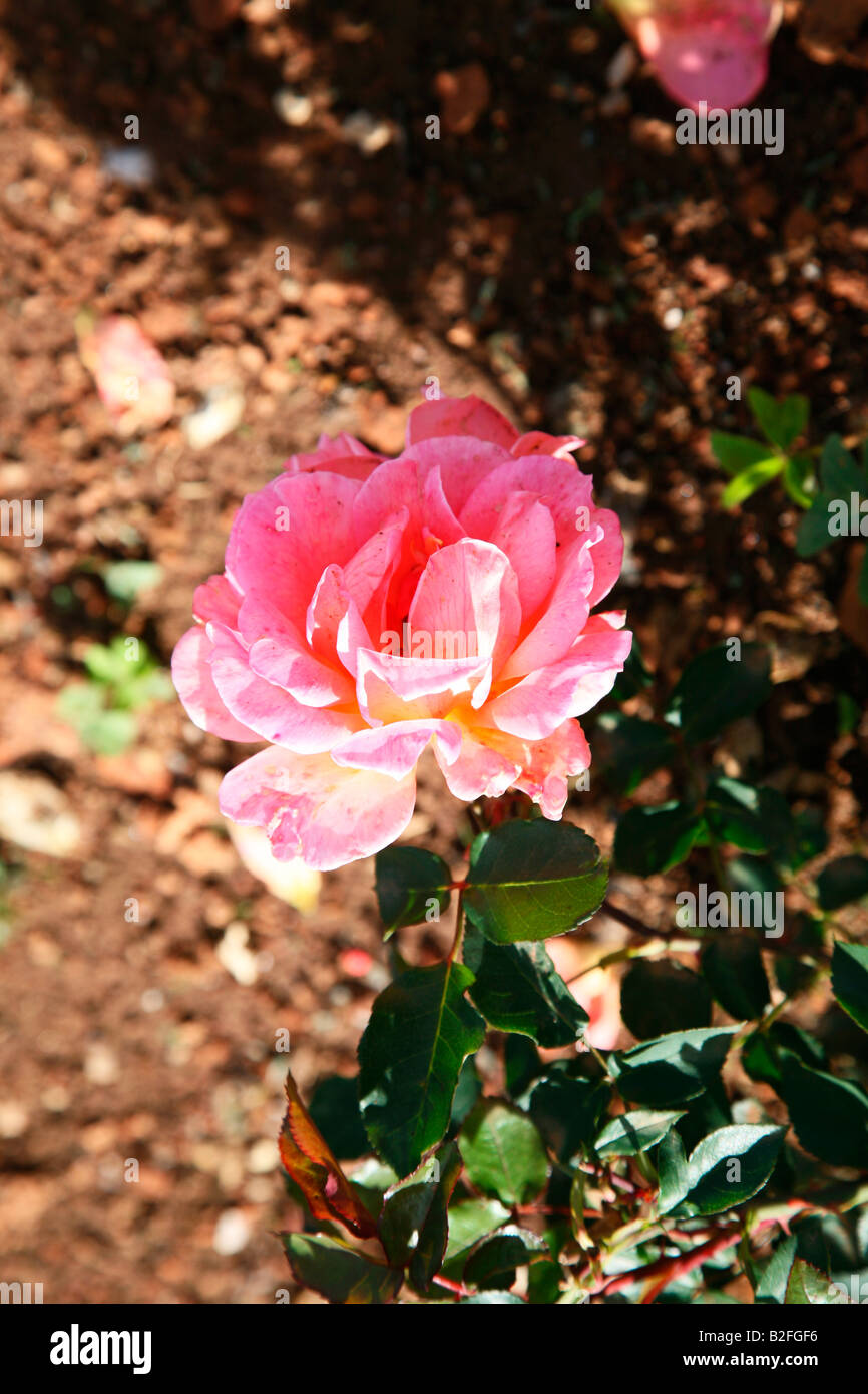 Humility rose flower hi-res stock photography and images - Alamy