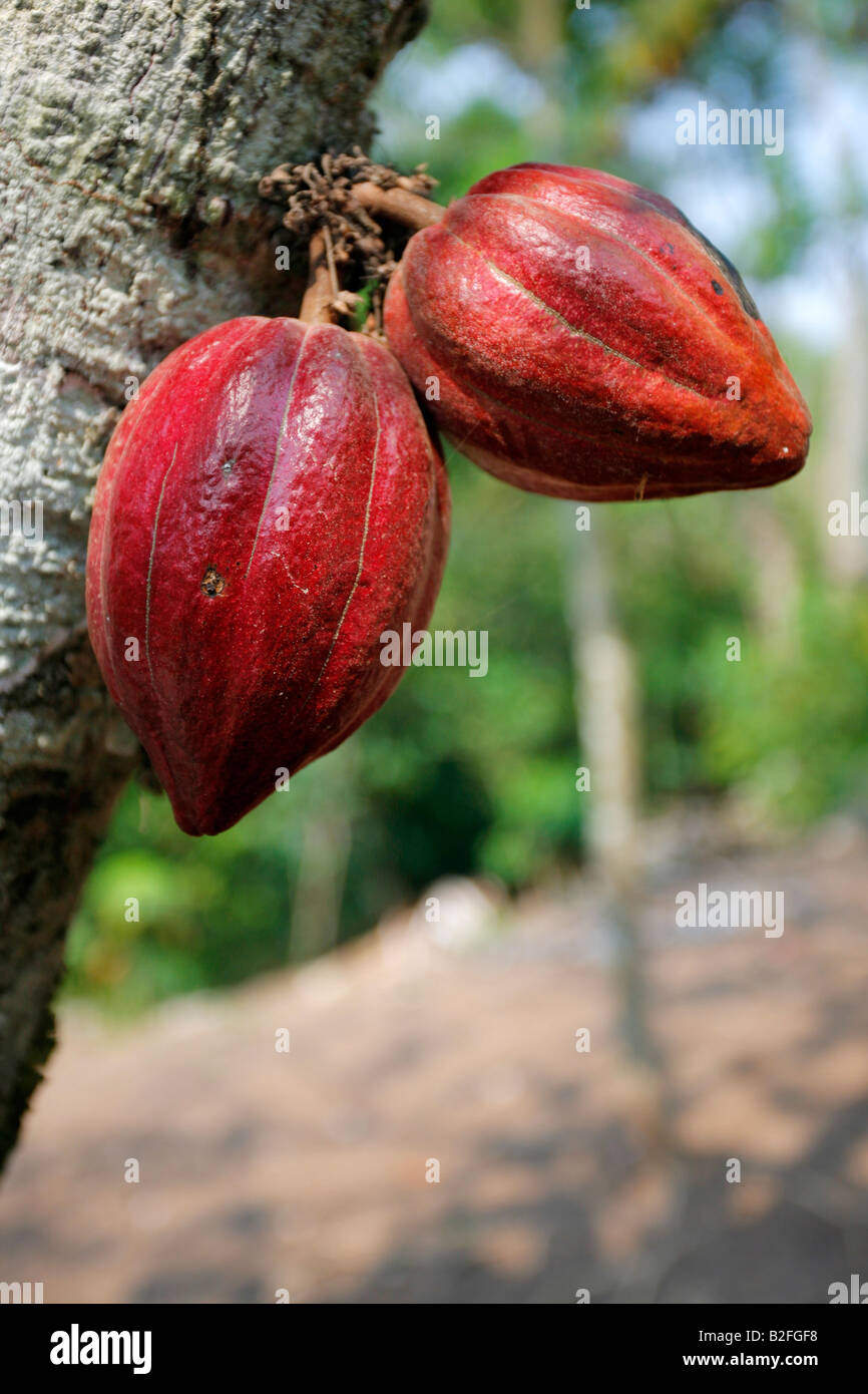 Cacao Beans just prior to picking Stock Photo Alamy