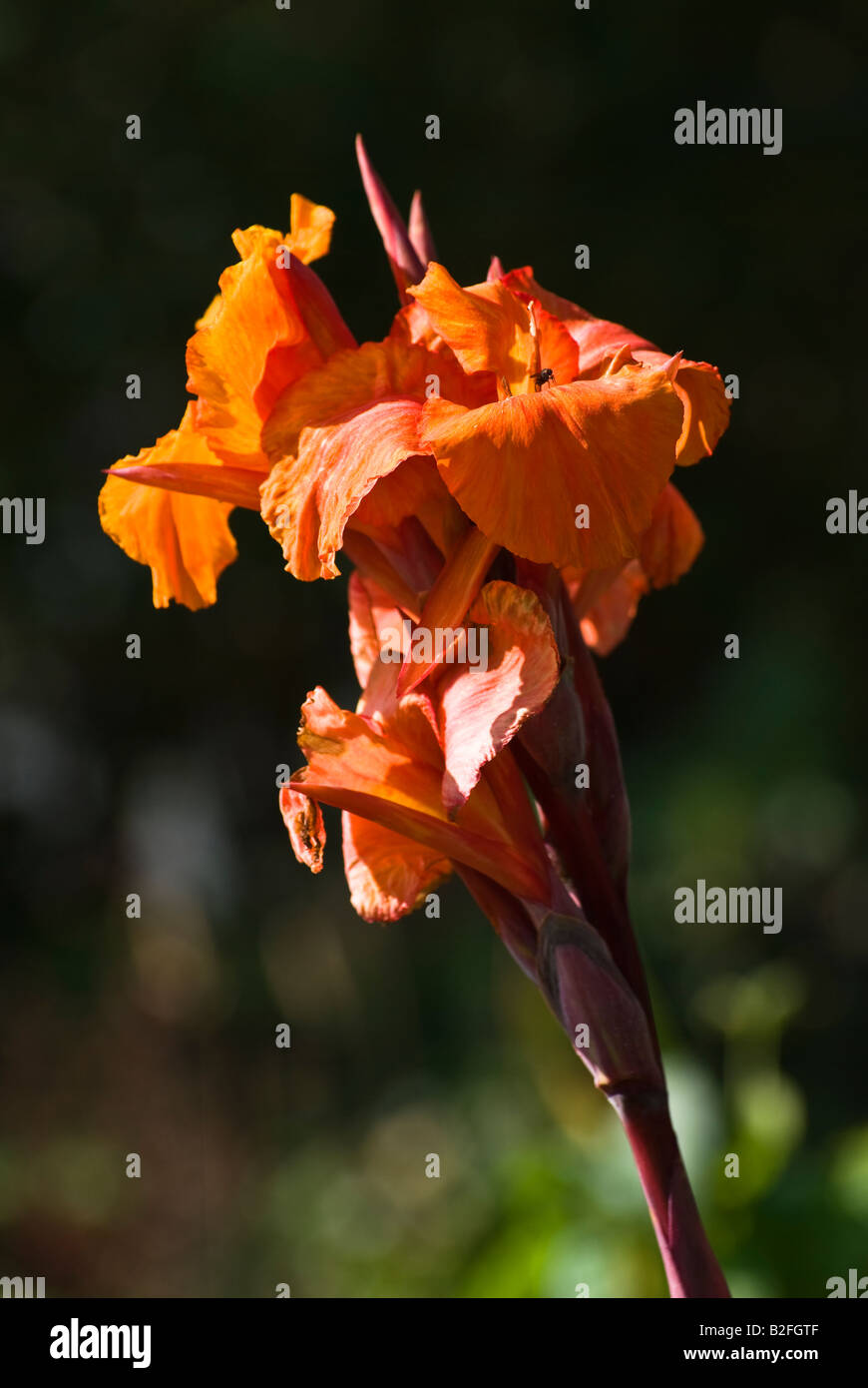 Canna Durban in flower in July in UK Stock Photo Alamy