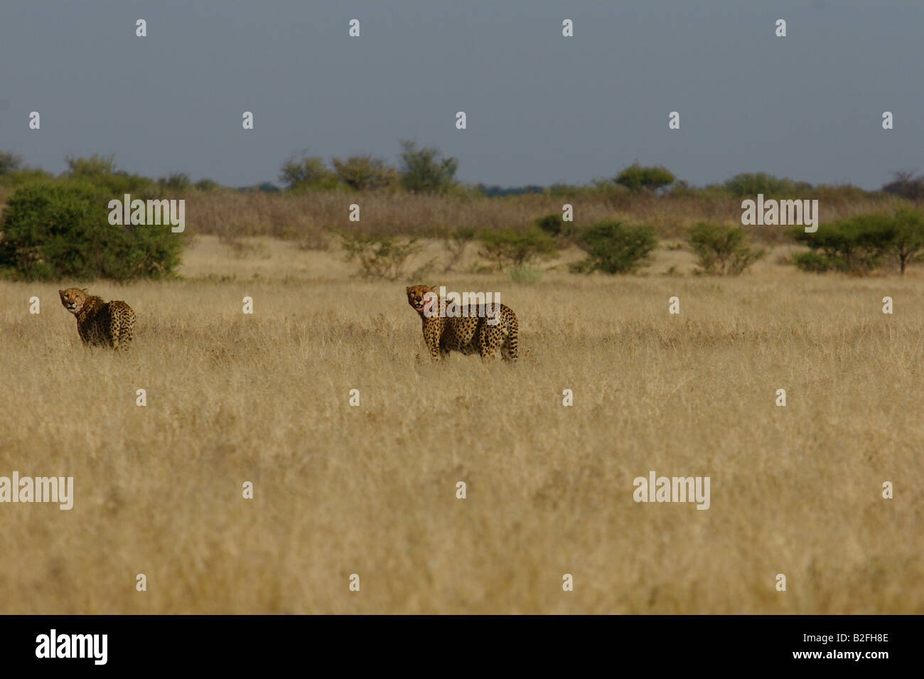 Two cheetahs in a Kalahari savanna landscape Stock Photo