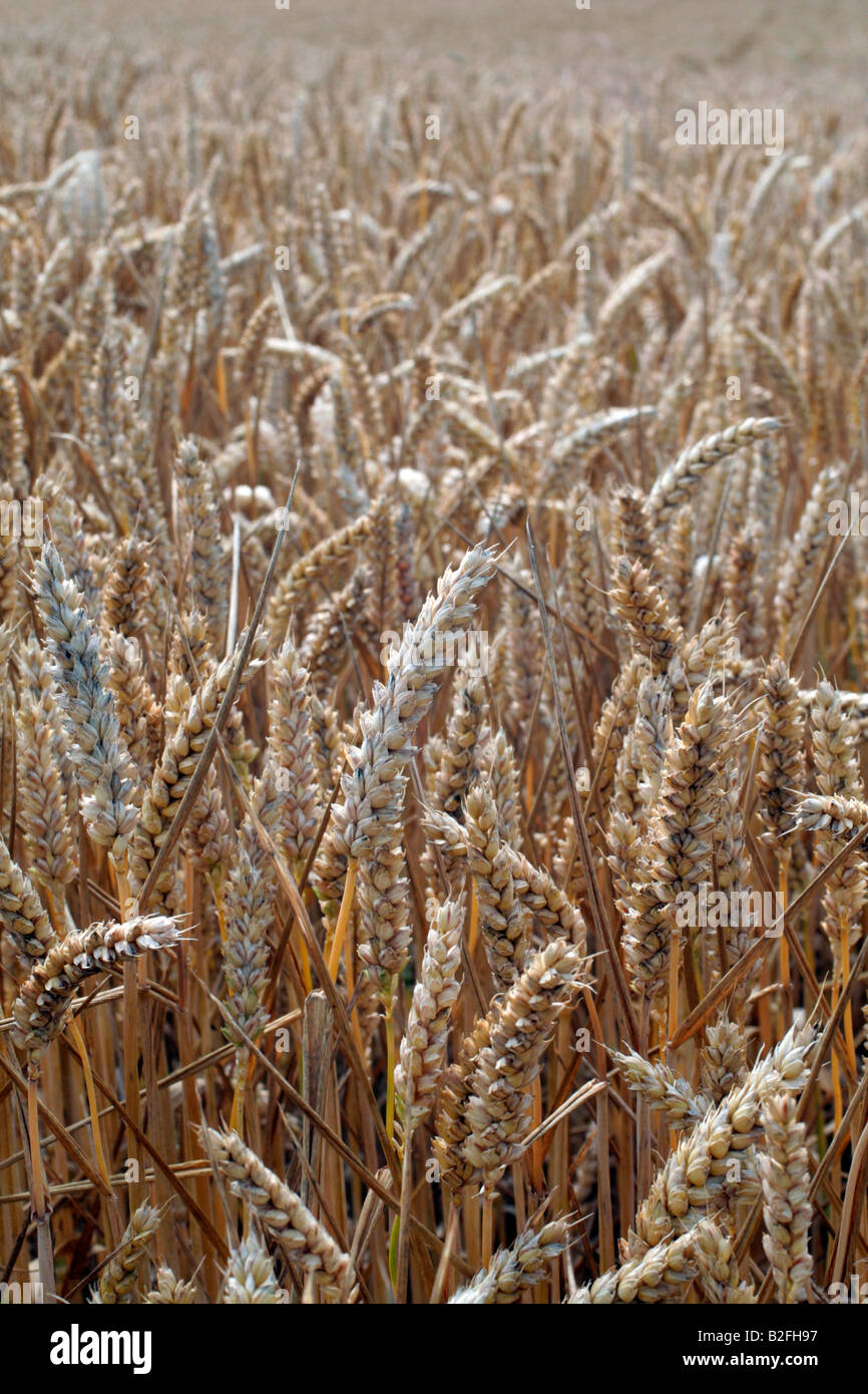 WINTER WHEAT CROP READY FOR HARVEST Stock Photo