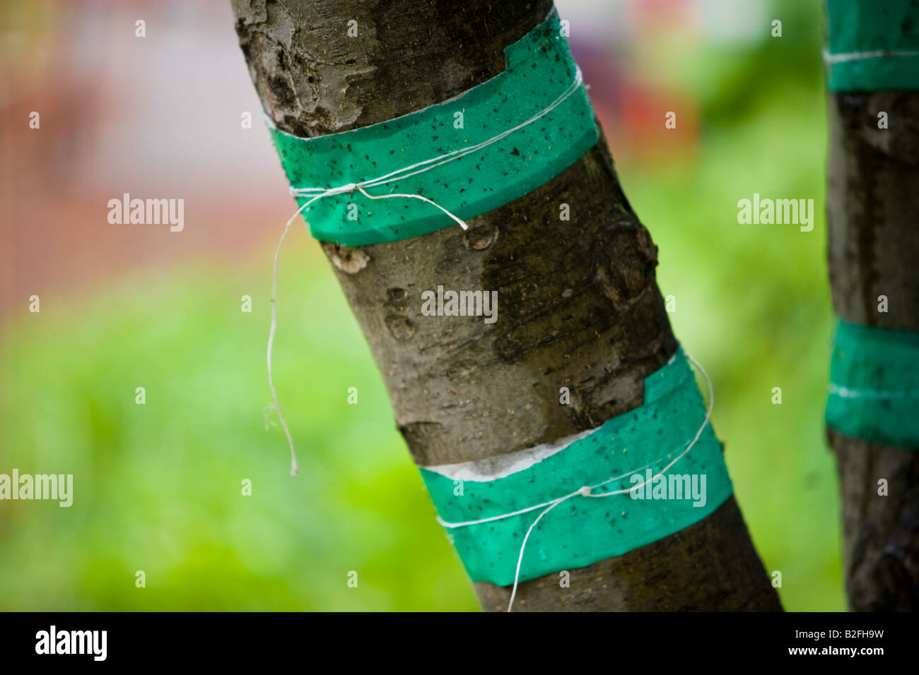gummed tape to protect an apple tree from pests Stock Photo