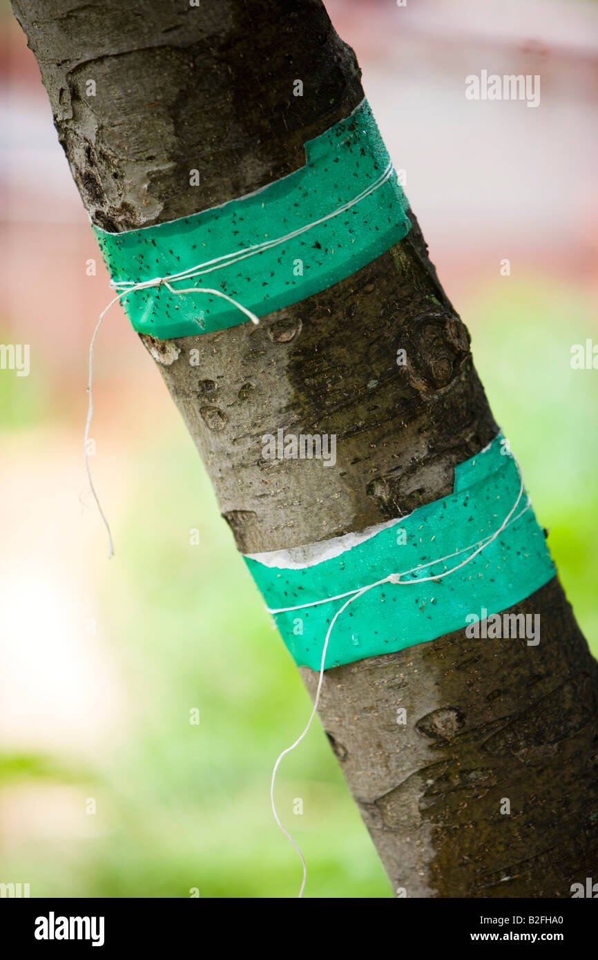 gummed tape to protect an apple tree from pests Stock Photo