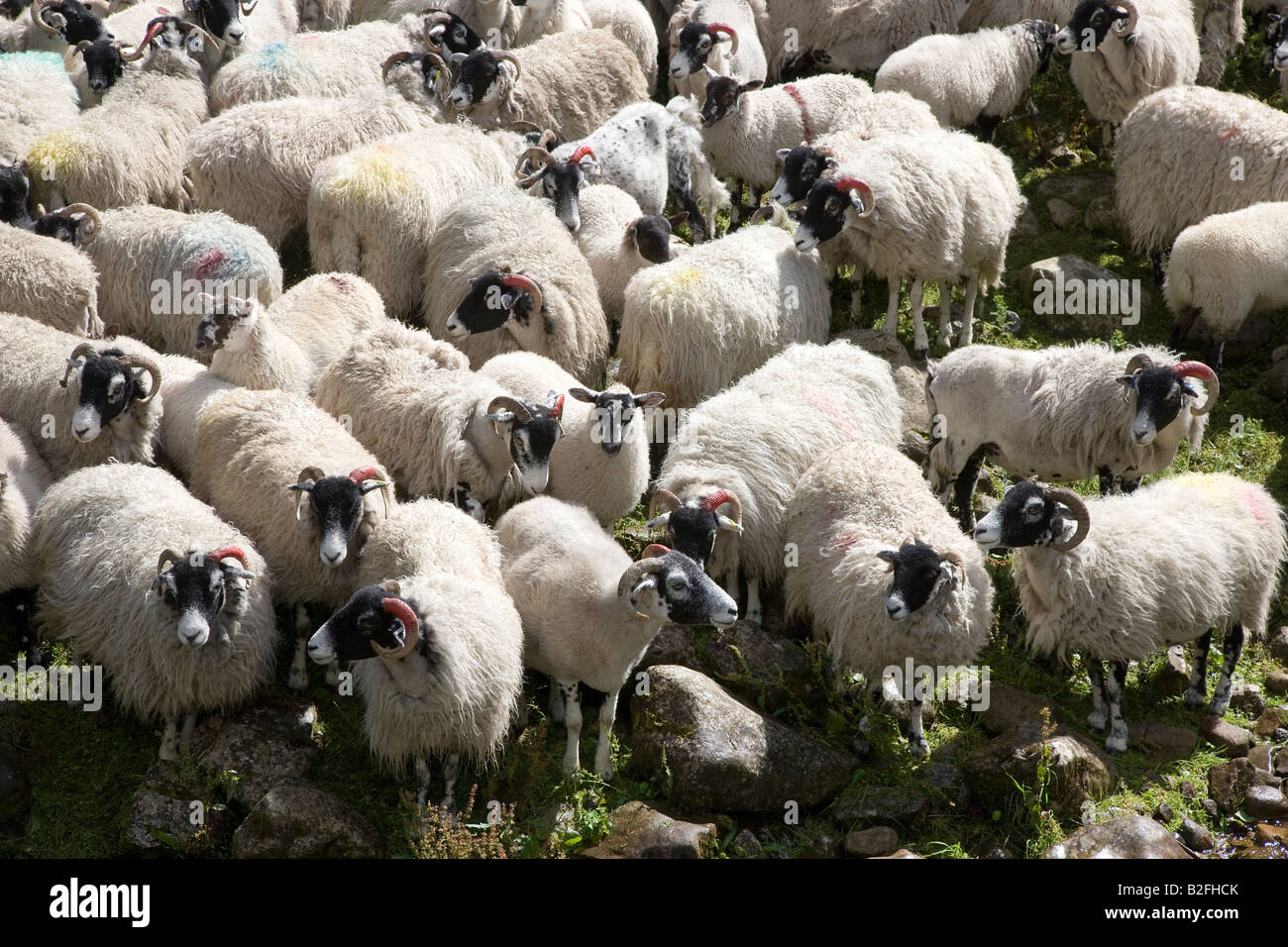 Flock of Sheep Hubberholme Upper Wharfedale Yorkshire Dales National Park Stock Photo