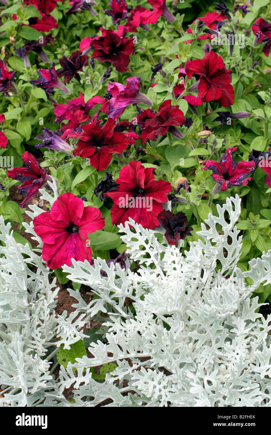 PARKS BEDDING WITH SILVER CINERARIA MARITIMA AND PURPLE PETUNIAS Stock Photo