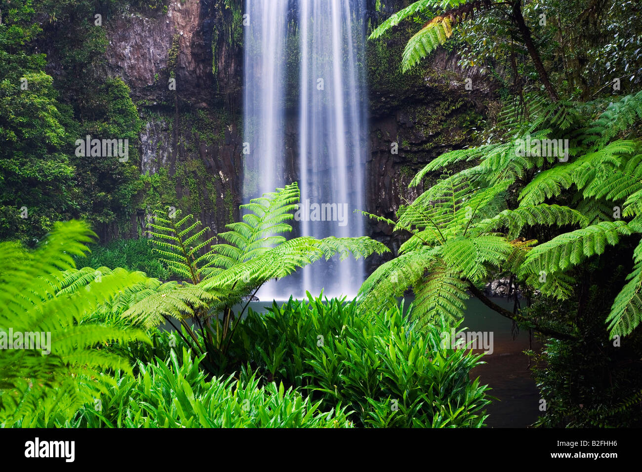 Millaa Millaa falls Millaa Millaa, Queensland, AUSTRALIA Stock Photo Alamy