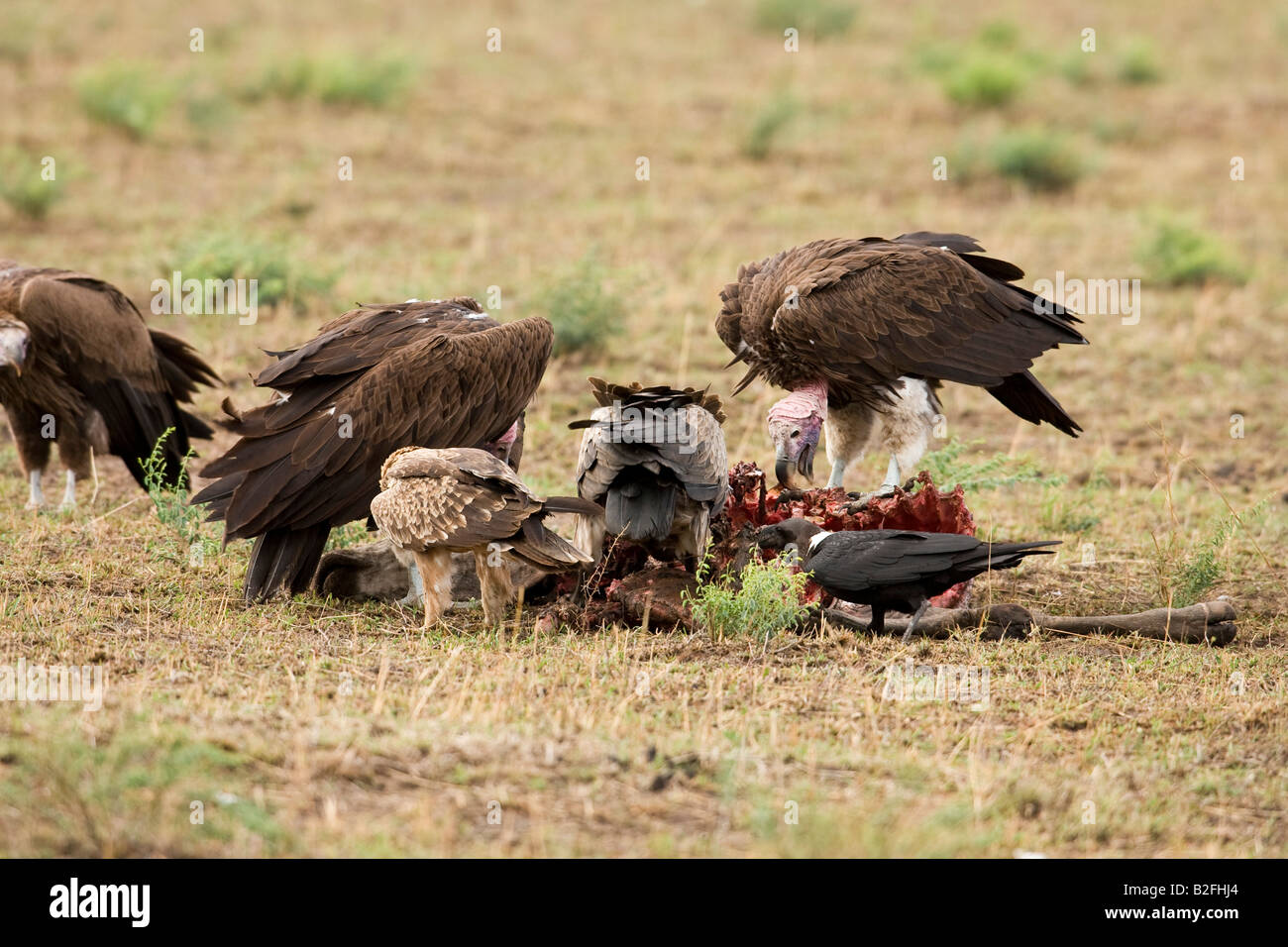 Vultures on a masai cow kill Stock Photo Alamy