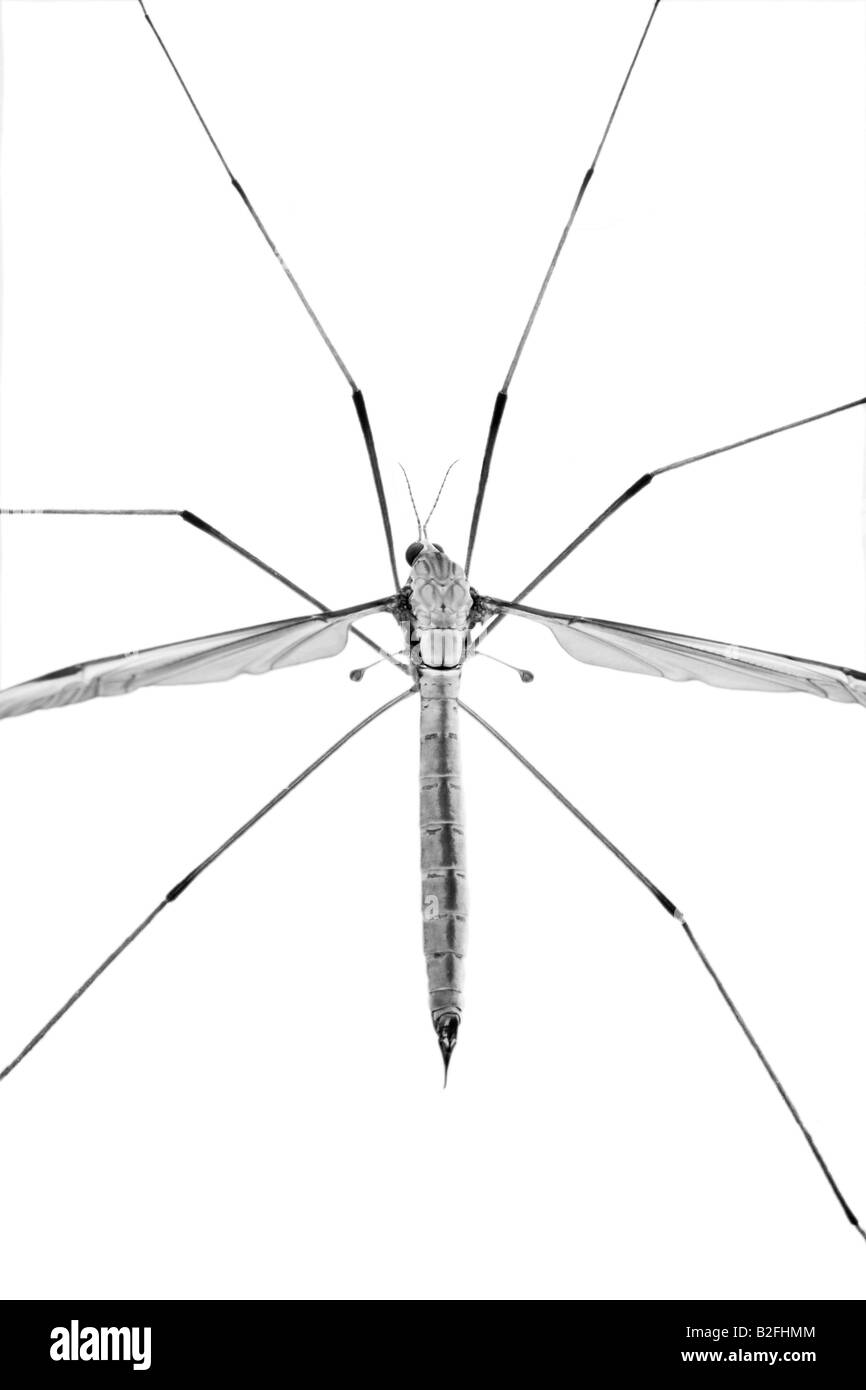 Black White Macro Image of a Female Crane Fly (family Tipulidae) also known as Daddy Long Legs, England. Stock Photo