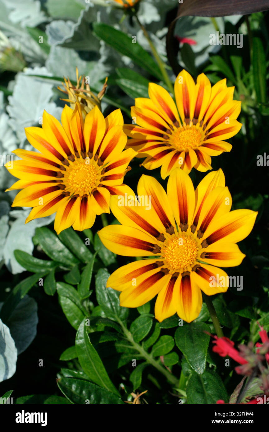 GAZANIA SPLENDENS CULTIVARS FLOWER DETAIL CLOSE UP Stock Photo