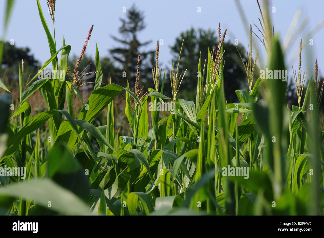 A corn field, almost six feet high, flourishes with the summer rainfall, the crop health, green and almost ready for the harvest Stock Photo