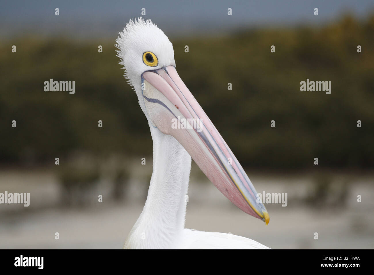 Australian pelican at the beach Stock Photo