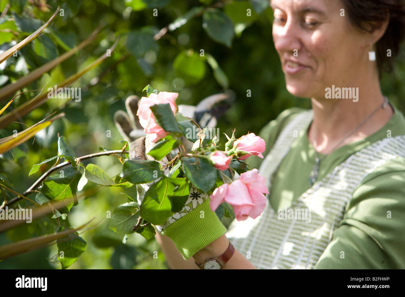 lady cutting roses from her allotment Stock Photo