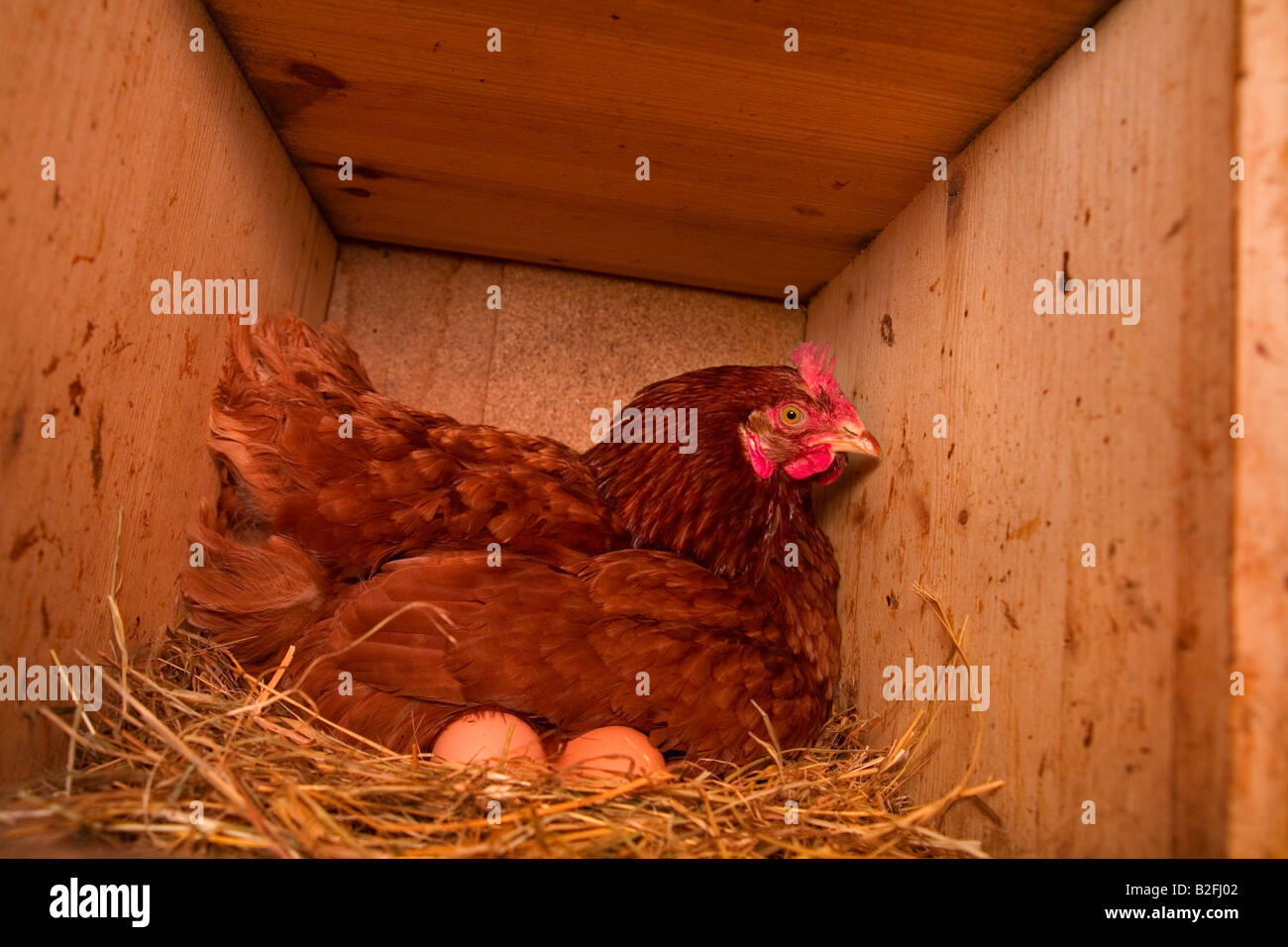 A chicken and two eggs in a coop Stock Photo Alamy