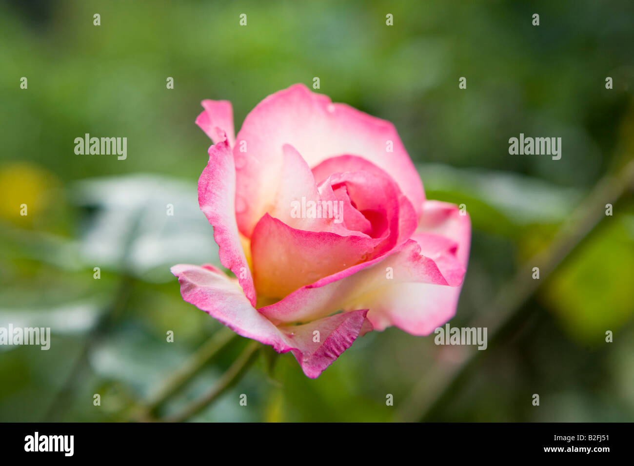 pink rose flower Stock Photo
