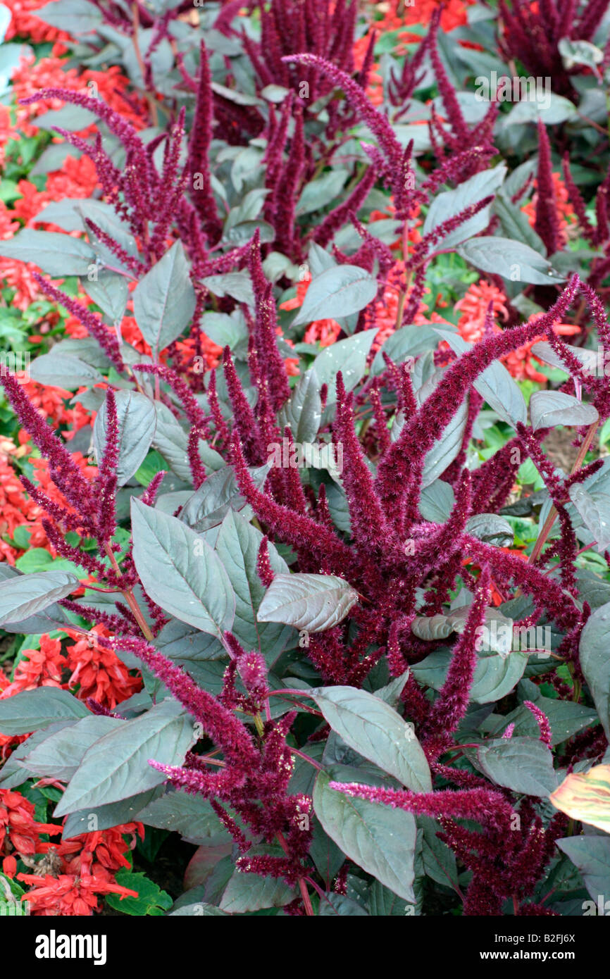 PARKS BEDDING WITH AMARANTHUS PANICULATA FOXTAIL Stock Photo