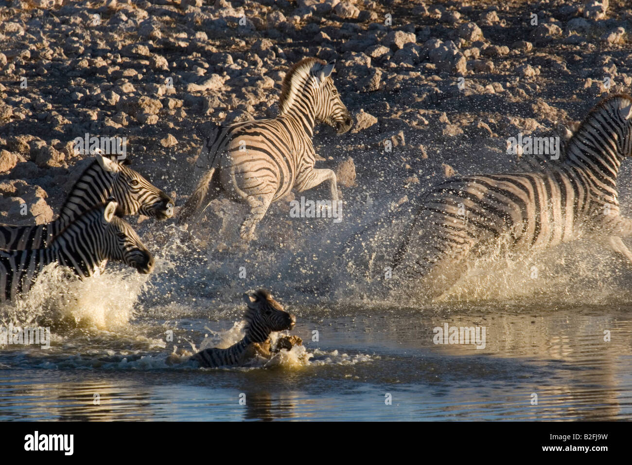 Nervous Zebras flee a Water Hole Stock Photo
