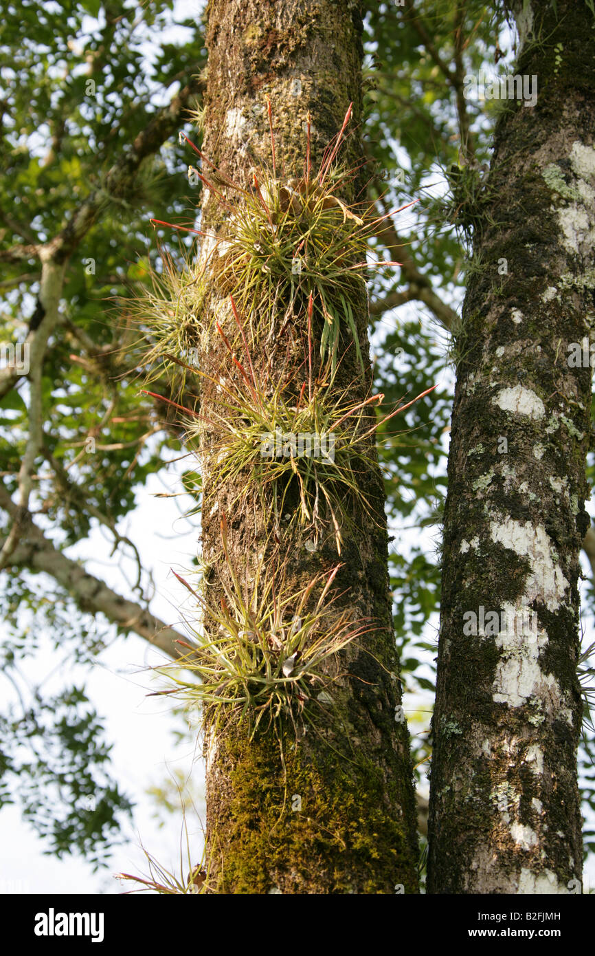 Tillandsia sp., Mexican Air Plant, Palenque, Chiapas State, Mexico Stock Photo