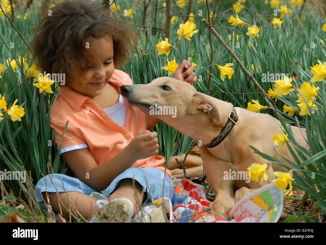Young girl with Greyhound Dog Stock Photo Alamy