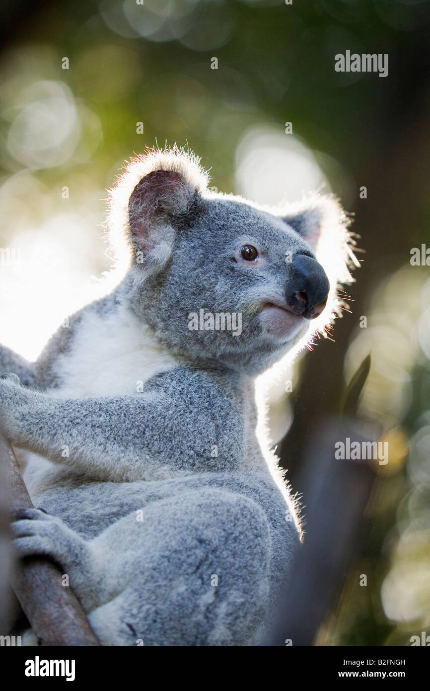 Koala - AUSTRALIA Stock Photo
