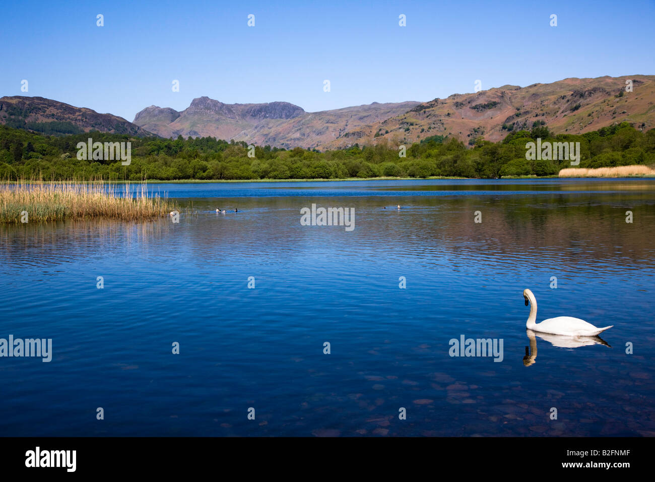 Elter Water Early Spring A Swan On The Lake The Langdales In The Distance, The 'Lake District' Cumbria England UK Stock Photo