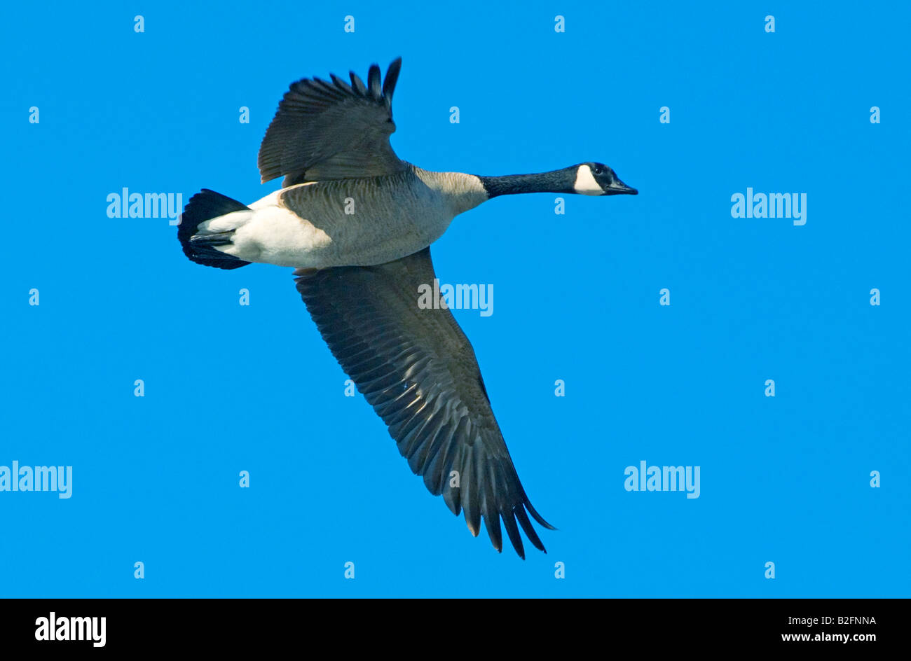 Canada goose gliding hires stock photography and images Alamy