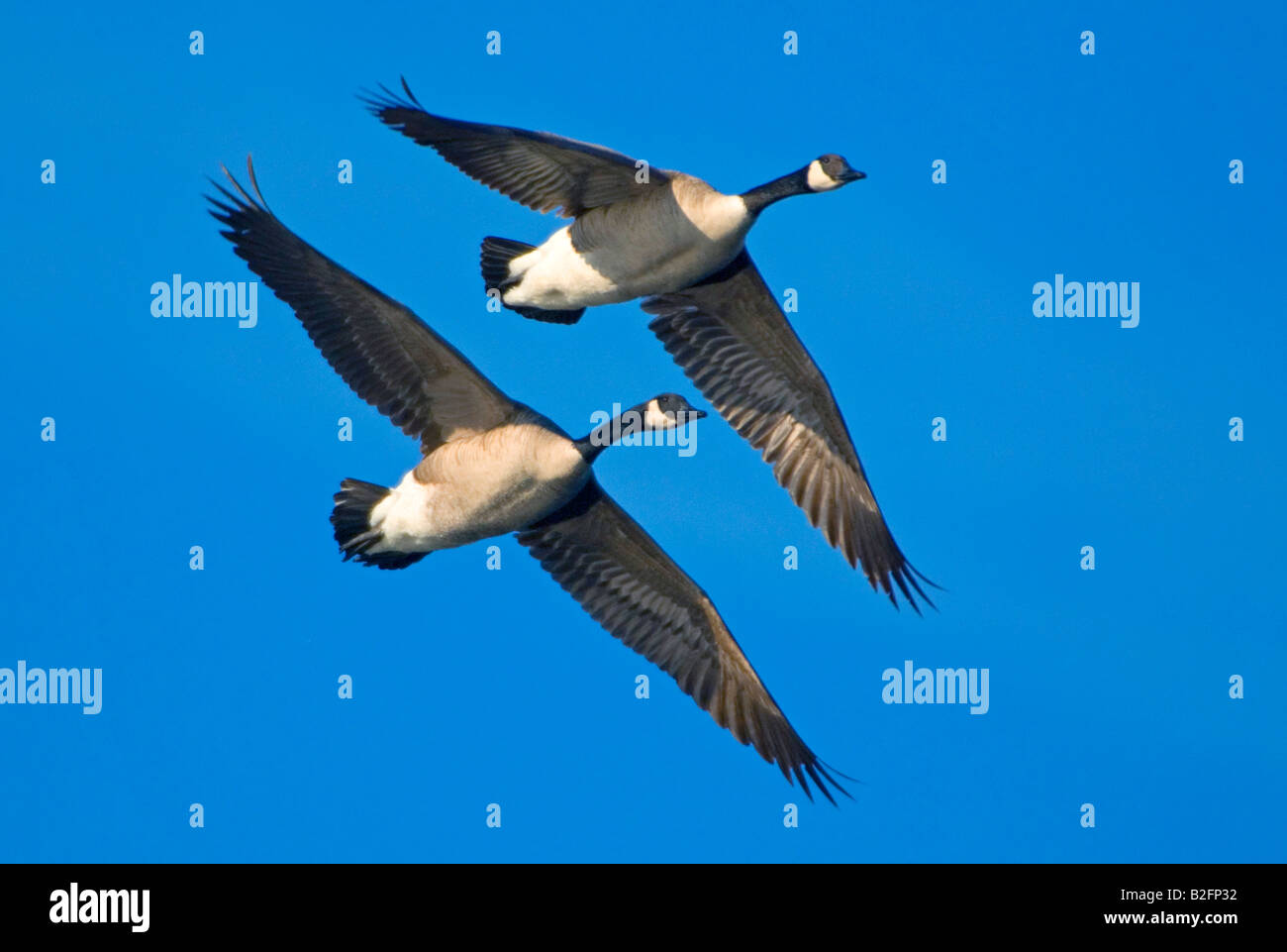 Pair Canada Geese Branta canadensis flying North America Stock Photo