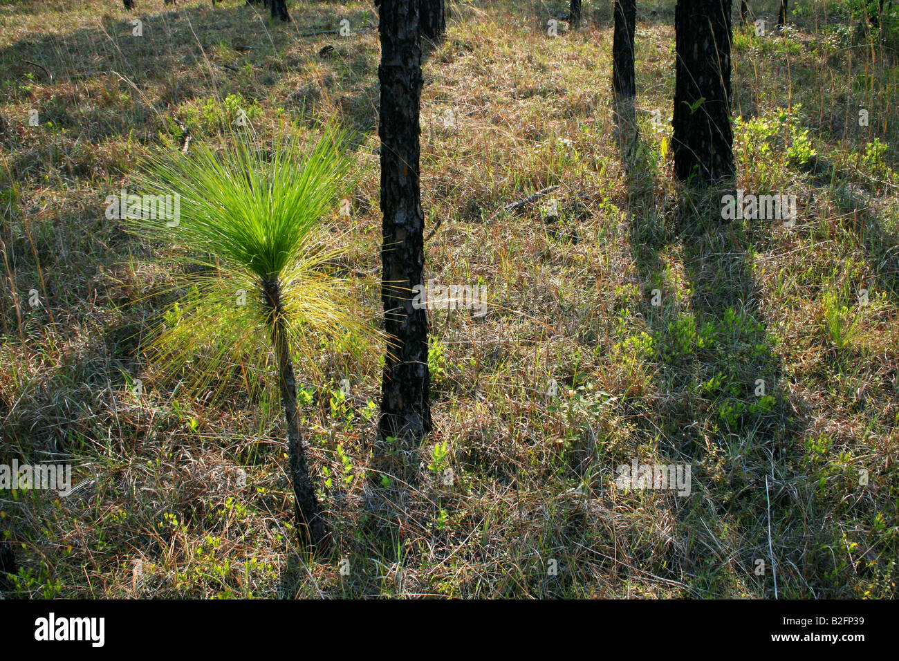 Longleaf Pine Seedling Pinus palustris Southeastern USA Stock Photo
