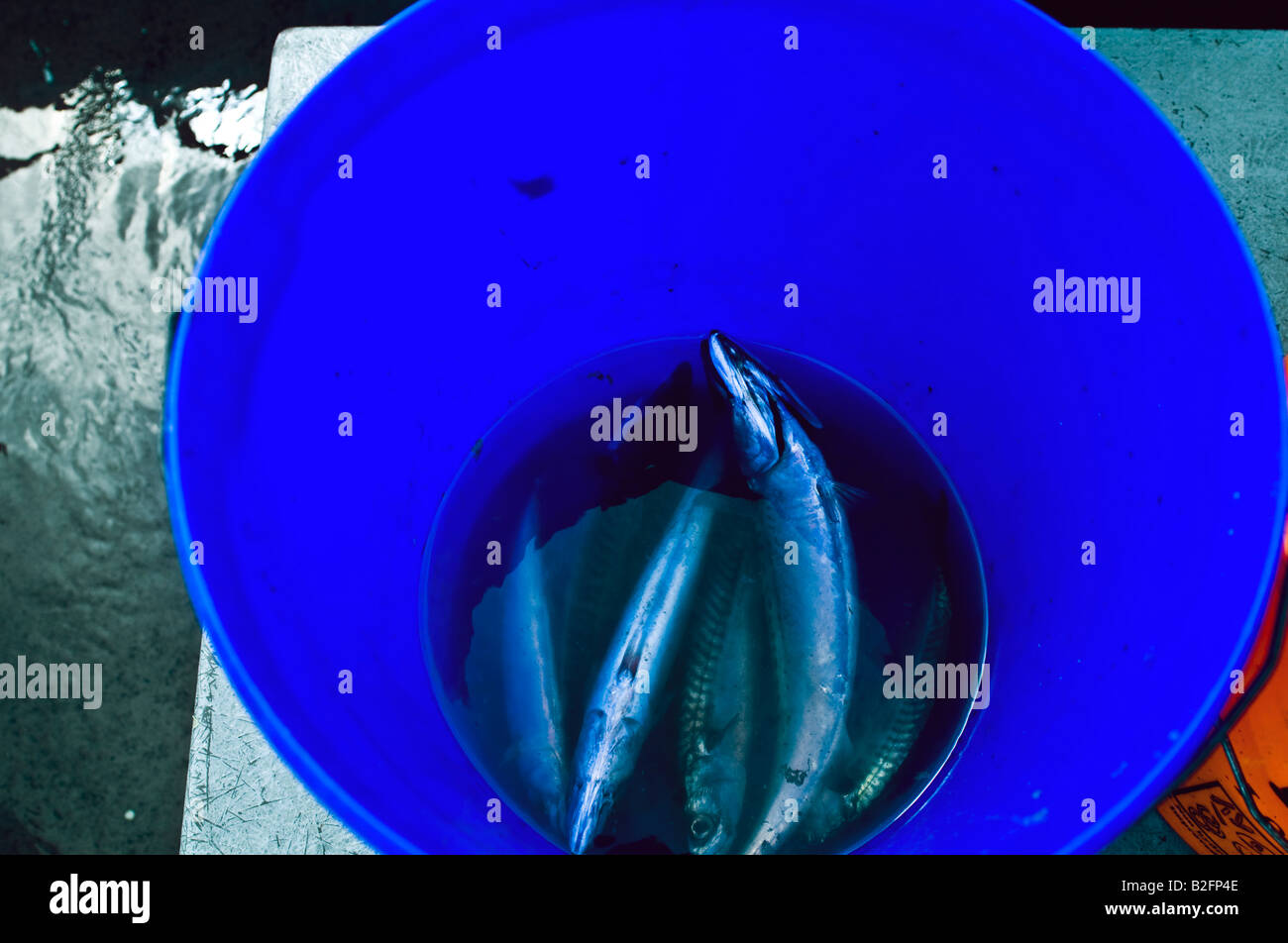 Mackerel catch england hires stock photography and images Alamy