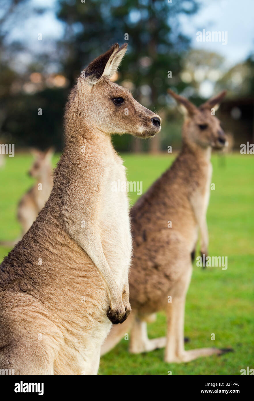 Grey kangaroos Stock Photo