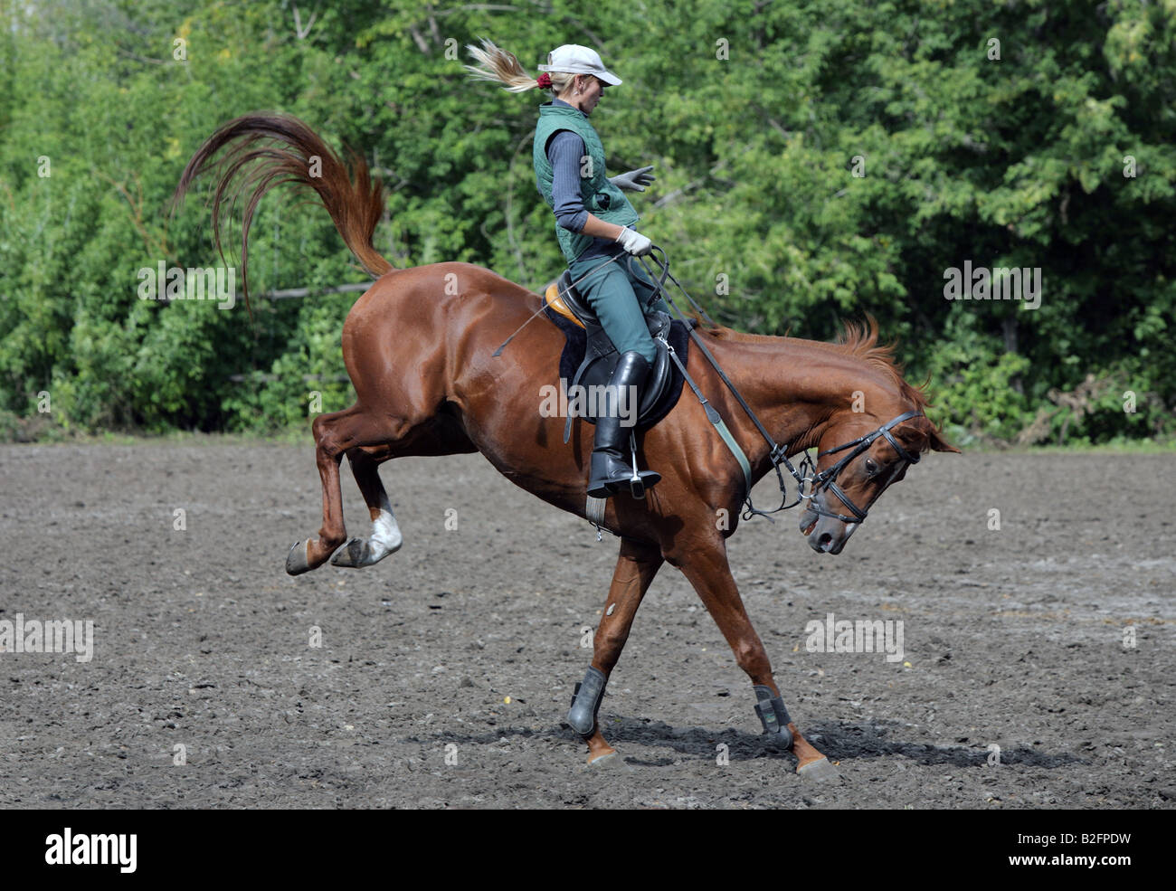 Horse kicking with horsewoman Stock Photo Alamy