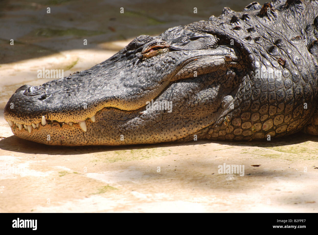 Crocodile mouth closed hi-res stock photography and images - Alamy