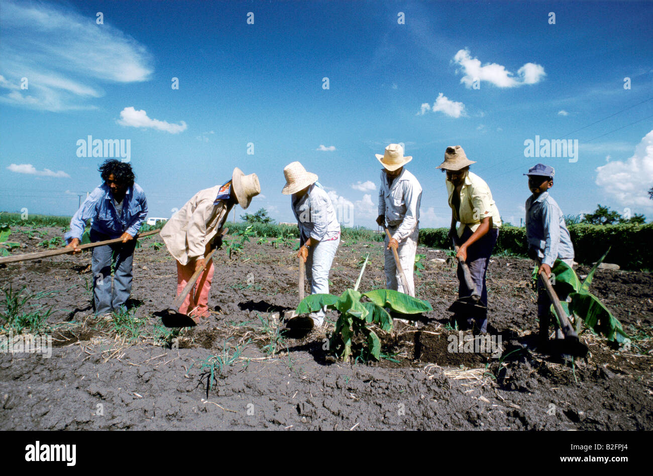Group of sugar cane farmers in a cooperative in Holguin Province, Cuba Stock Photo
