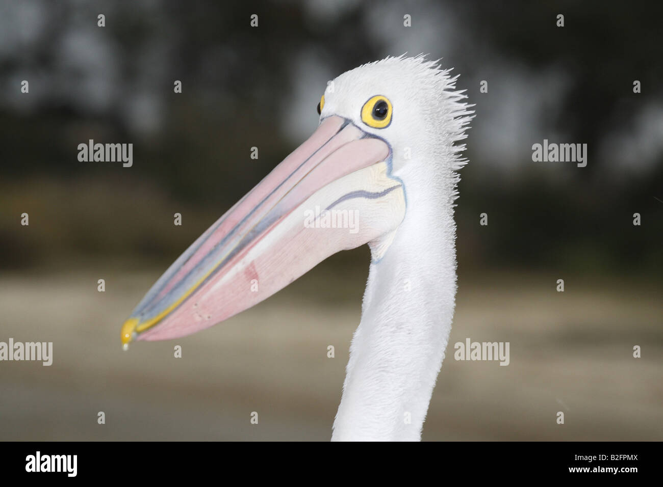 Australian pelican at the beach Stock Photo