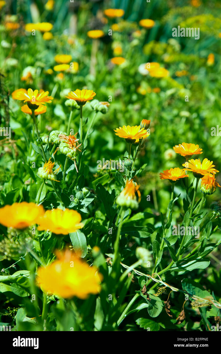 Calendula flowers at the lawn Stock Photo