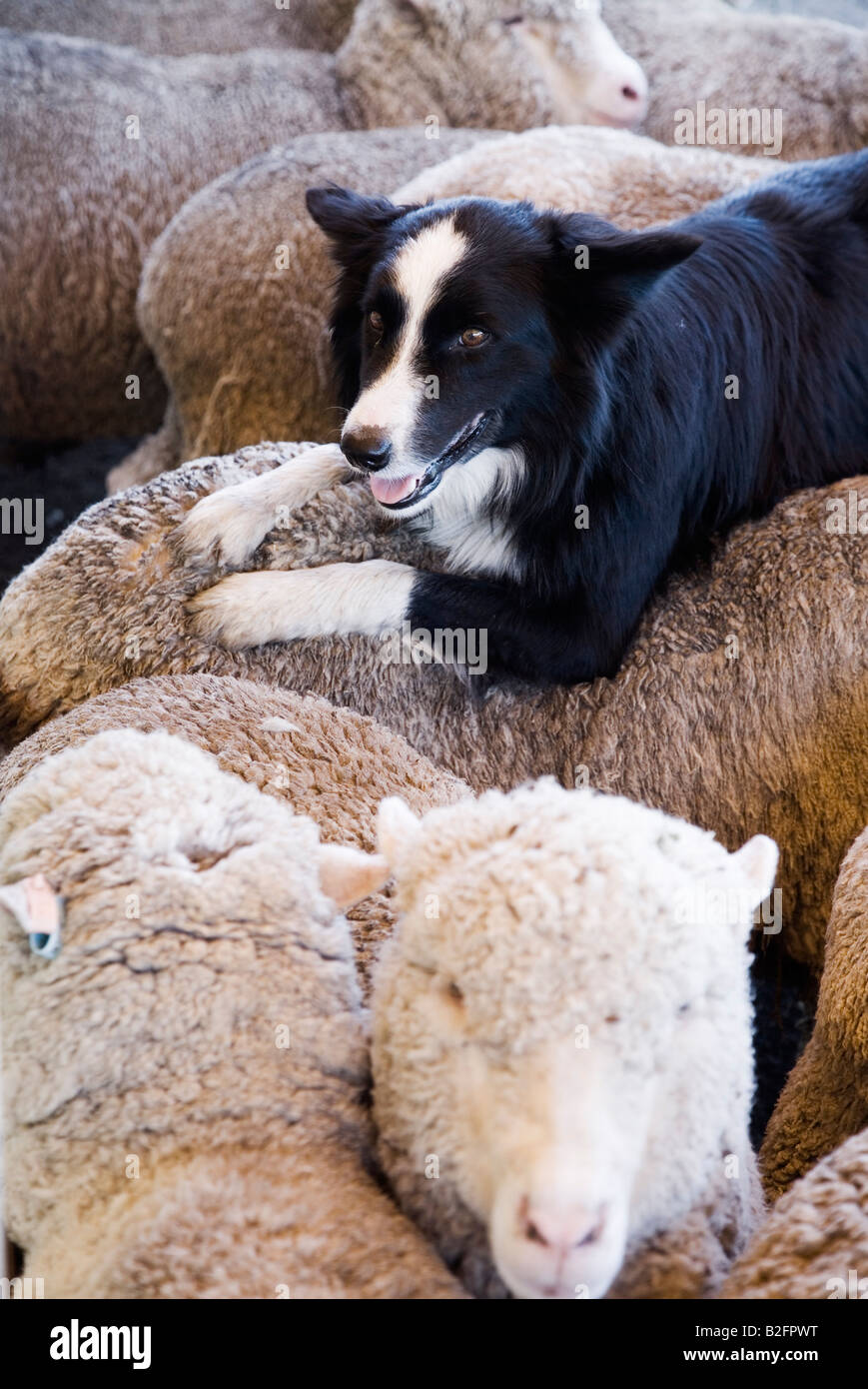 A sheep dog (Kelpie) sits on the back of sheep at a property near Brisbane, Queensland, AUSTRALIA Stock Photo