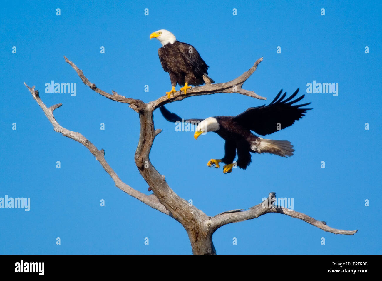 American Bald Eagle At Everglades National Park High Resolution Stock ...