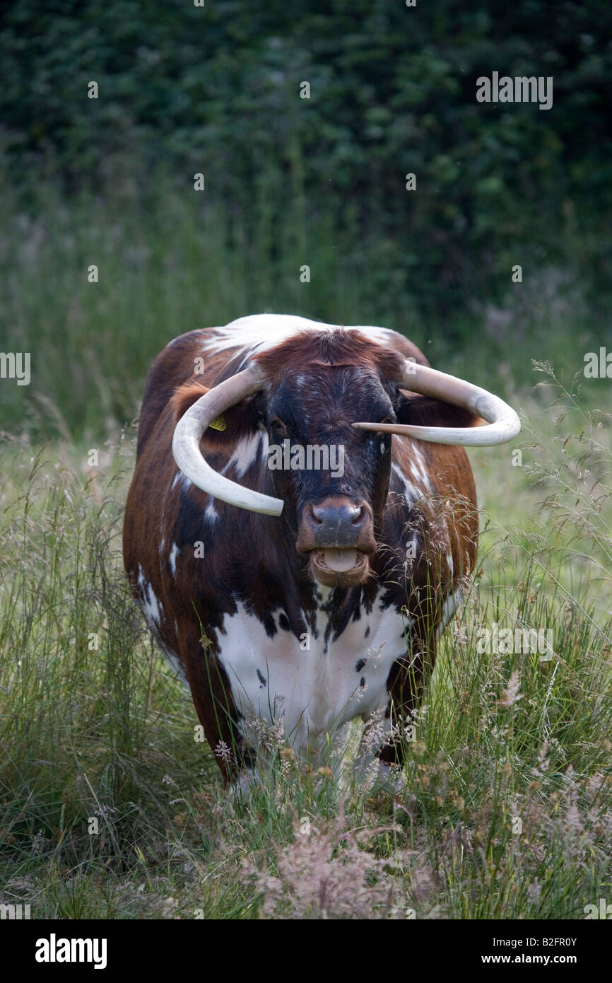 English Longhorn Cattle Epping Forest Essex Stock Photo Alamy