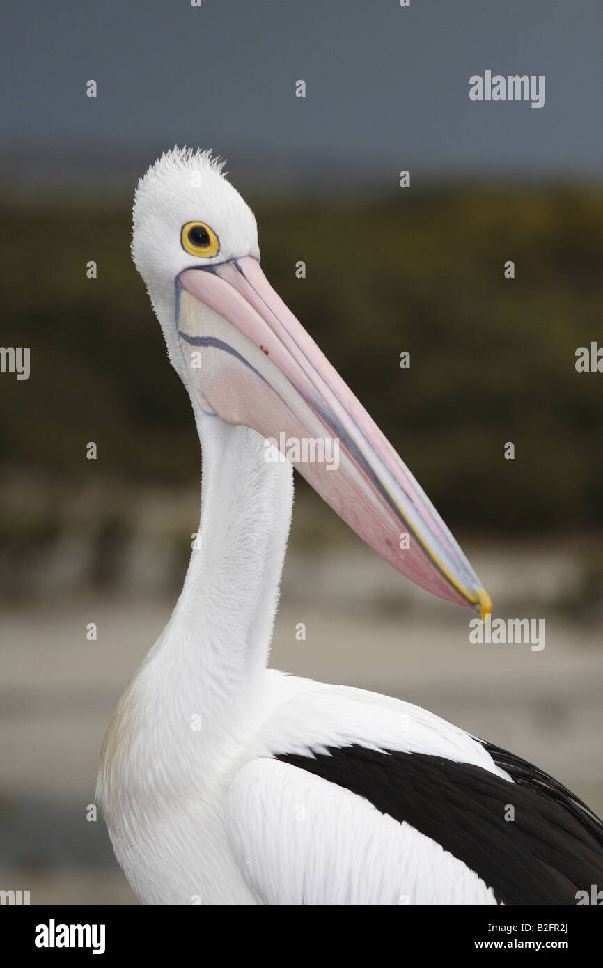 Australian pelican at the beach Stock Photo