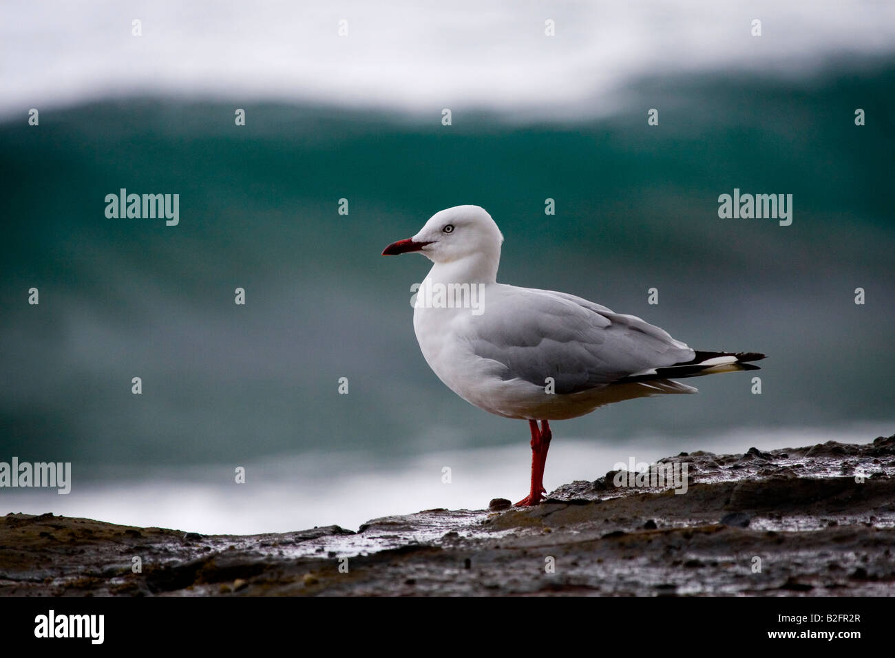 Larus novaehollandiae,  silver gull, tessellated pavement, Tasmania Stock Photo