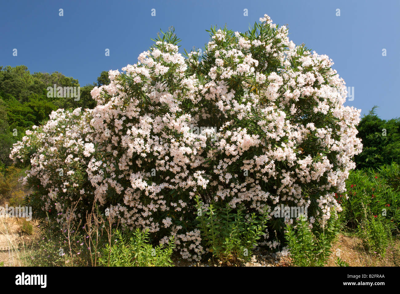 Oleander bush (Nerium oleander) in Corsica. Stock Photo