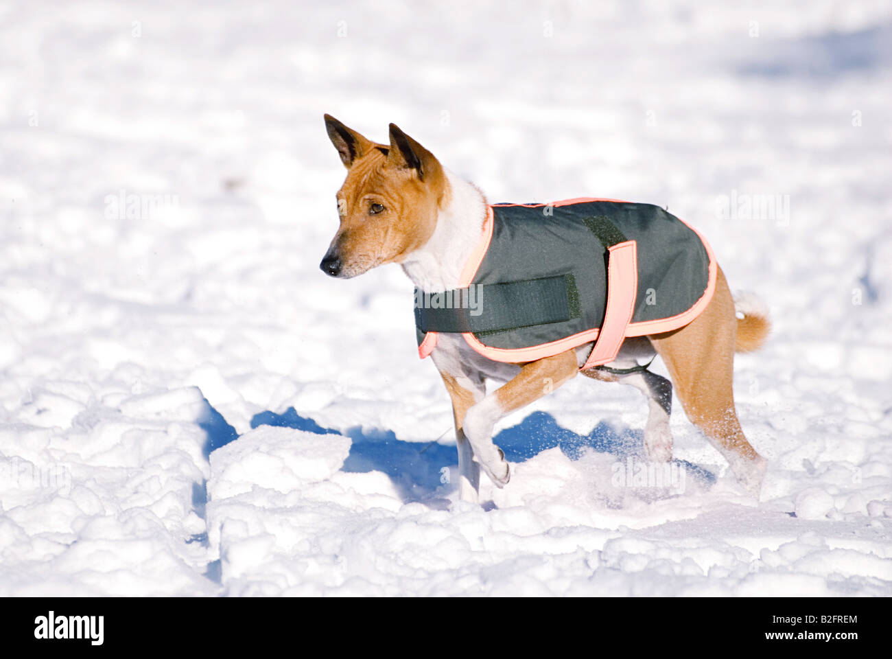 Basenji winter hi-res stock photography and images - Page 2 - Alamy