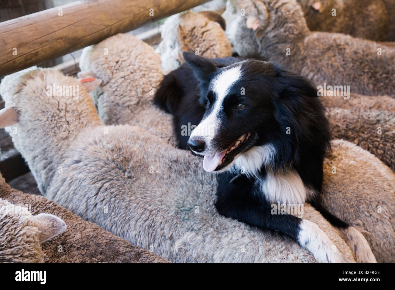 Australian sheep dog Stock Photo
