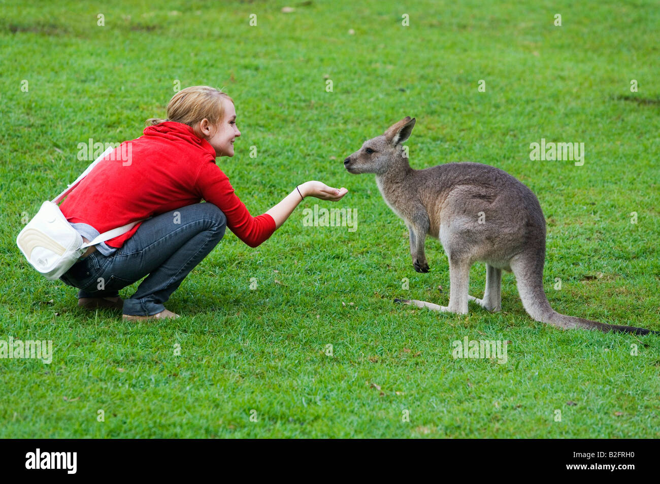 Kangaroo feeding Stock Photo