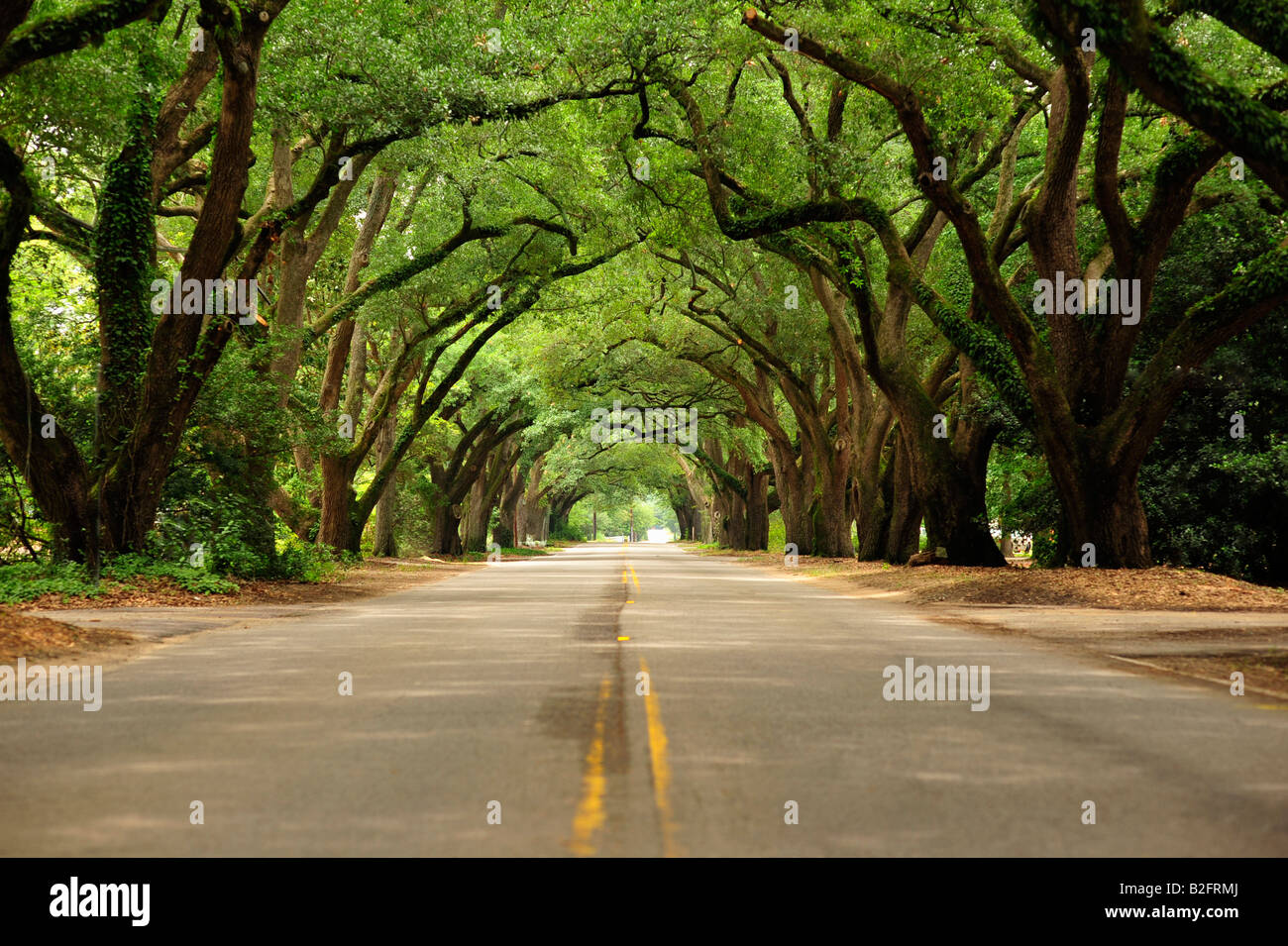 Aveune of Oaks, Aiken, South Carolina Stock Photo Alamy