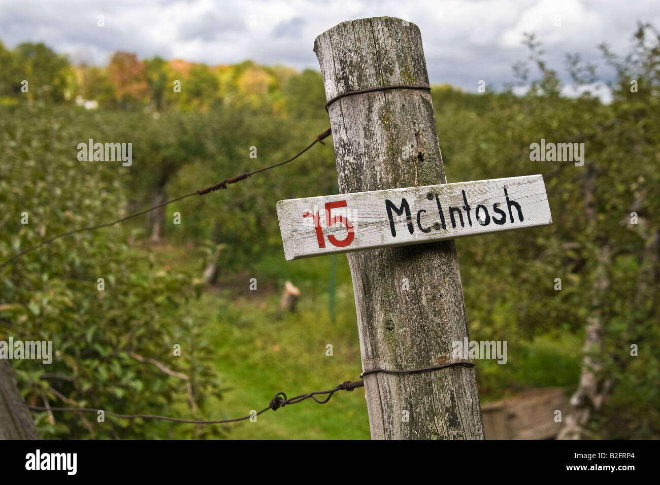 Sign post marking McIntosh apple tree row at a pick your own farm Stock Photo