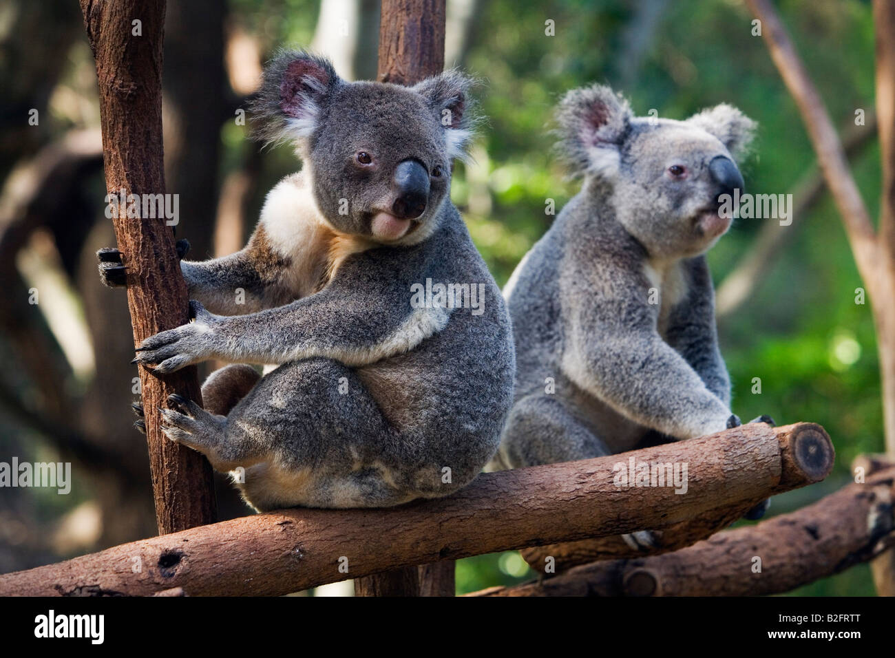 Koalas - AUSTRALIA Stock Photo
