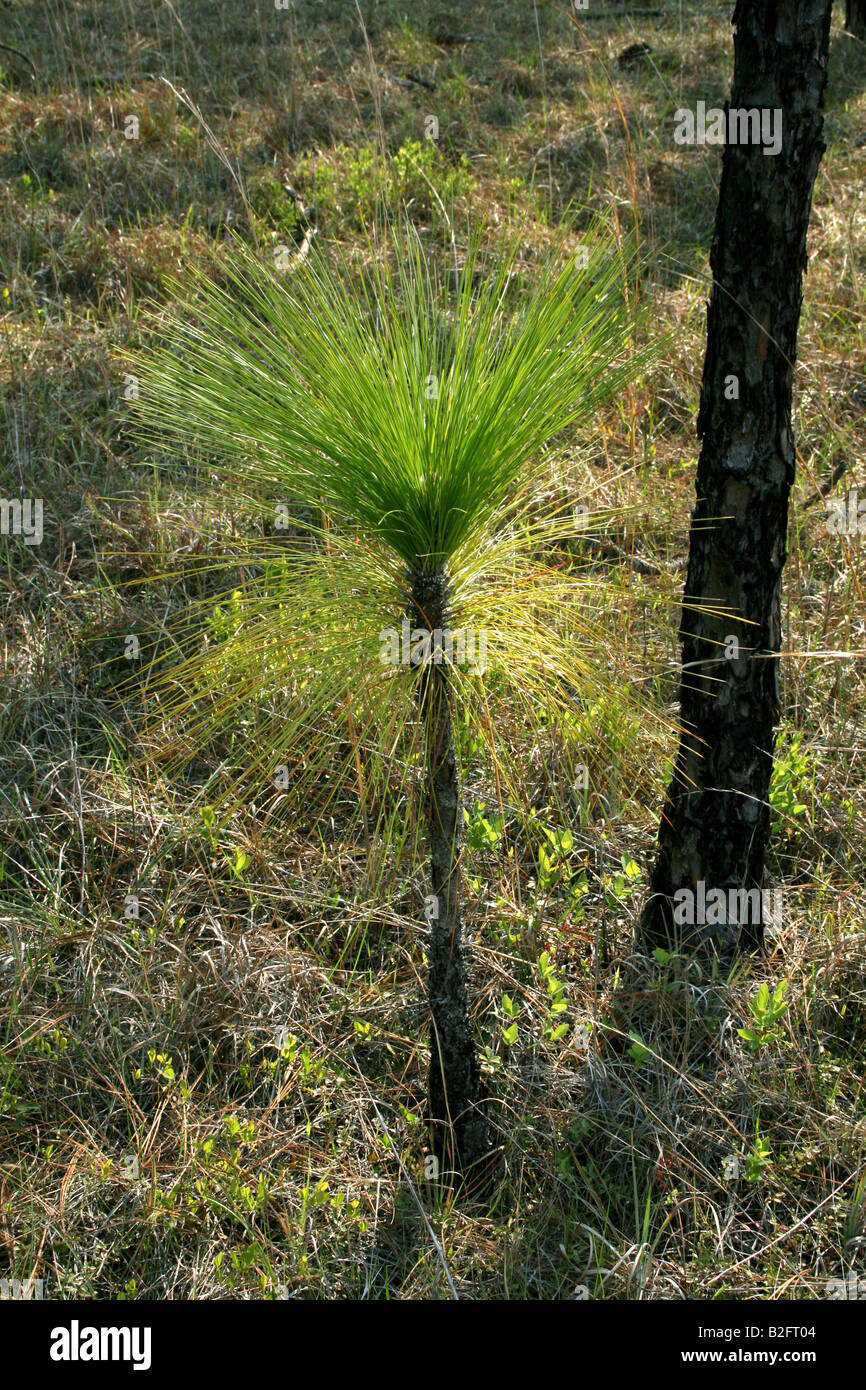 Longleaf Pine Seedling Pinus palustris Southeastern USA Stock Photo